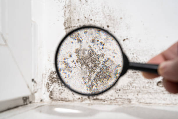 Forensic Mold Investigation in Bloomingdale, NJ